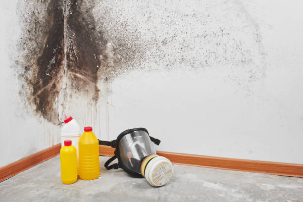 Attic Mold Removal in Benton, KY