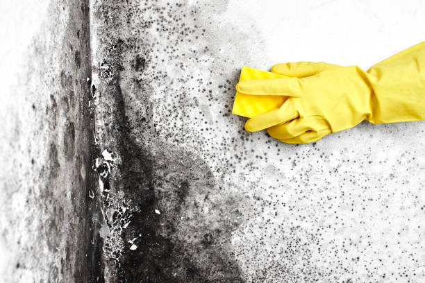 Best Residential Mold Removal  in Benton, KY