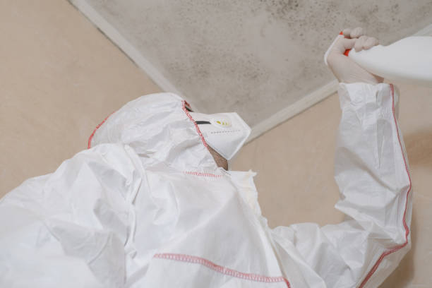 Best Fast Mold Removal  in Benton, KY