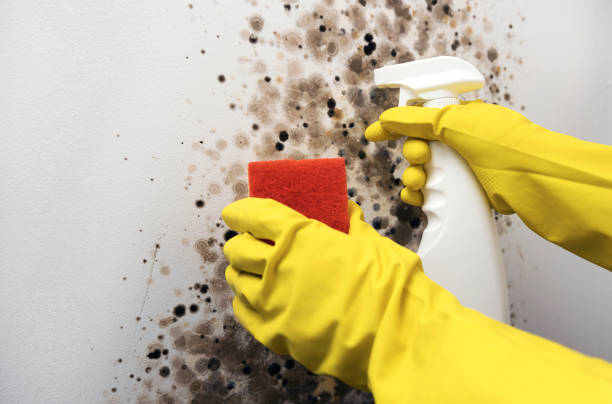 Best Mold Testing  in Benton, KY