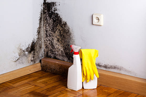 Best Attic Mold Removal  in Benton, KY