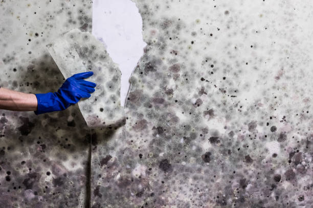 Office Mold Removal Services in Benton, KY