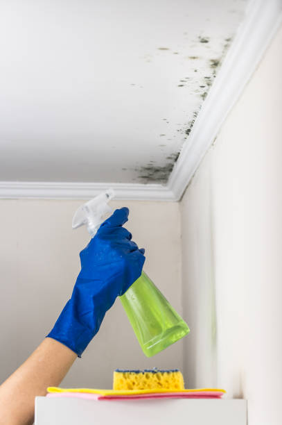 Best Office Mold Removal Services  in Benton, KY