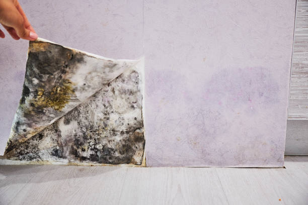 Best Attic Mold Removal  in Benton, KY
